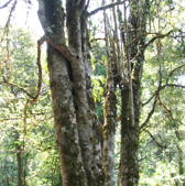 A snapshot of trees in a tea jungle.