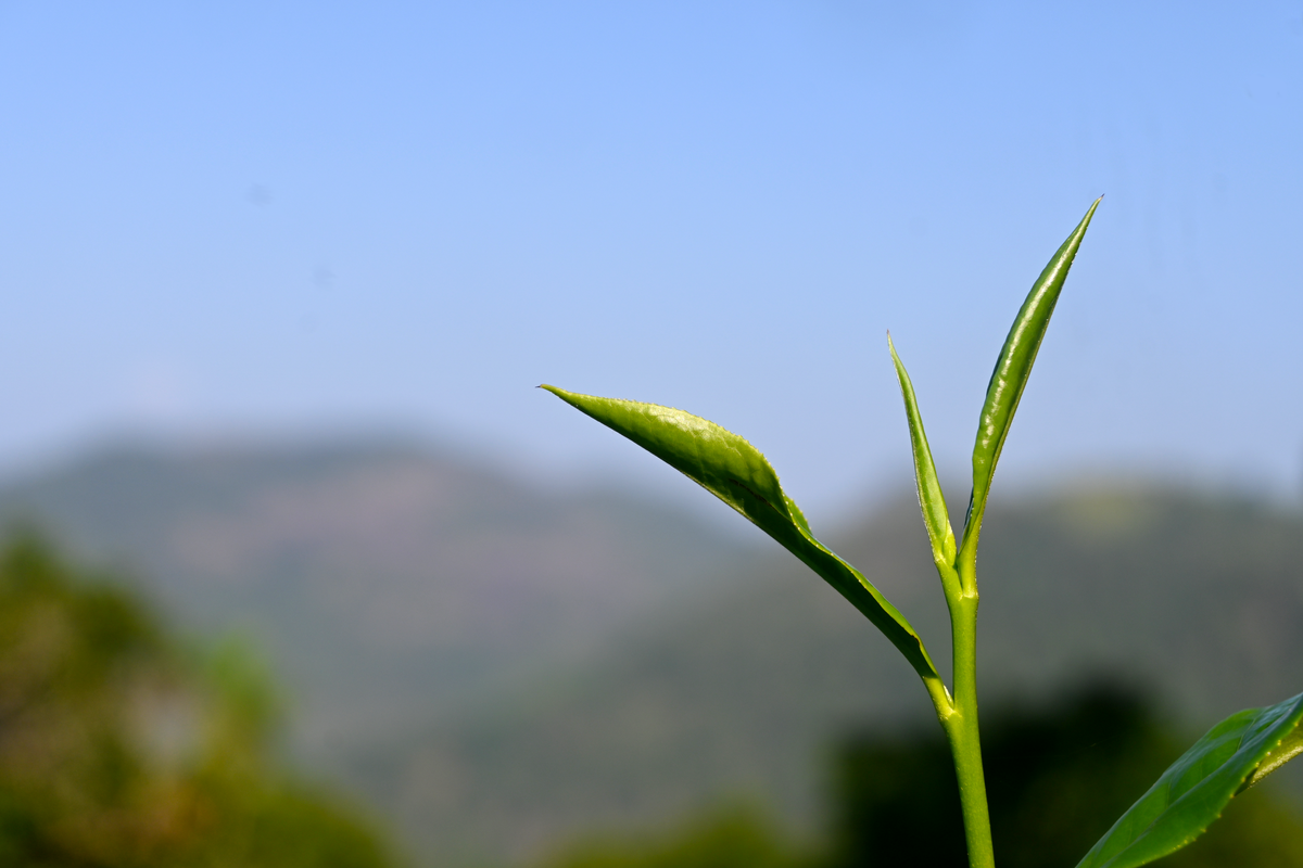 Dobra Tea - Tea House in Pittsburgh – Dobra Tea Pittsburgh