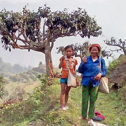 A photograph of two Vietnamese women holding tea buds as an ancient tea tree towers in the background.
